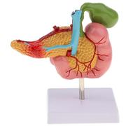 1 pezzo Modello di duodeno umano Modello 3D for studenti di anatomia e fisiologia, 1: Dimensioni
