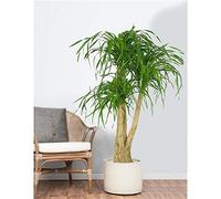 1 PIANTA BEAUCARNEA O PIANTA MANGIAFUMO VASO 17CM PIANTA DA APPARTAMENTO PURIFICA L'ARIA