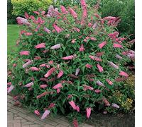 1 pianta da giardino in vaso di buddleia 'Pink Delight', arbusto deciduo a farfalla.