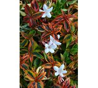 1 PIANTA DI ABELIA GRANDIFLORA KALEIDOSCOPE VASO 11CM