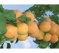 1 PIANTA di ALBICOCCO San CASTRESE Albero da FRUTTO Matura A Giugno