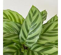 1 PIANTA DI CALATHEA FREDDIE IN VASO 11CM DA INTERNO APPARTAMENTO antinquinamento