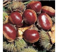1 PIANTA DI CASTAGNO BOUCHE DE BETIZAC CASTAGNE FRUTTI GROSSI