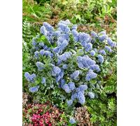 1 PIANTA DI CEANOTHUS YANKEE POINT VASO 16CM