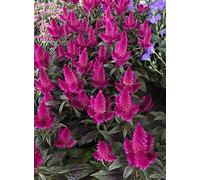 1 PIANTA DI CELOSIA CARACAS VASO 12CM