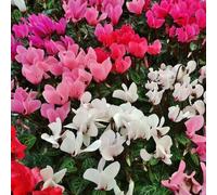 1 PIANTA DI CICLAMINO COLORI ASSORTITI FUCSIA BIANCHI ROSSI VASO 14CM PERENNE