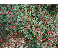 1 PIANTA DI COTONEASTER COTOGNASTRO SALICIFOLIUS REPENS VASO 12CM Sempreverdi