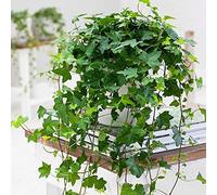 1 PIANTA DI EDERA WONDER IN VASO 9CM rampicante da appartamento purifica l'aria