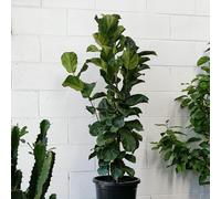 1 PIANTA DI FICUS LYRATA BAMBINO VASO 12CM appartamento purifica l'aria