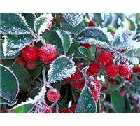 1 PIANTA DI GAULTHERIA PROCUMBENS TE' DEL CANADA VASO 11CM centrotavola natale