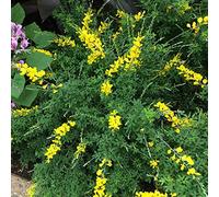 1 PIANTA DI GINESTRA GENISTA SPACHIANA IN VASO 13CM sempreverde