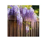 1 pianta di Glicine "Wisteria" pianta rampicante in vaso da 1.5 litri con canna 150 cm Vivaio di Castelletto