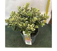 1 PIANTA DI HEBE ADDENDA DONNA KATRINA VASO 15CM