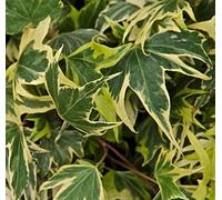 1 PIANTA DI HEDERA HELIX YELLOW RIPPLE IN VASO 13CM