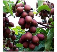 1 PIANTA DI KIWI ACTINIDIA HAYWARD IMPOLLINATORE (1 PIANTA)