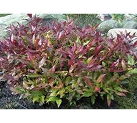 1 PIANTA DI LEUCOTHOE SCARLETTA VASO 24CM SEMPREVERDE VASI AIUOLE