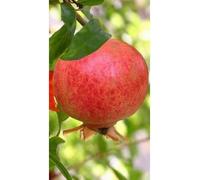 1 pianta di Melograno Mollar de Elche (Punica granatum) in vaso o fitocella
