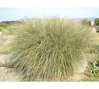 1 PIANTA DI MISCANTHUS SINENSINS MORNING LIGHT VASO 17CM Graminacea