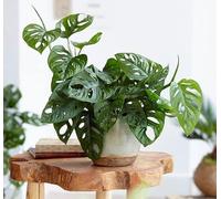 1 PIANTA DI MONSTERA MONKEY MASK VASO 12CM da interno