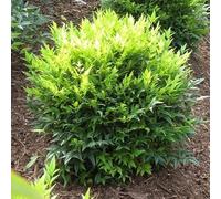 1 PIANTA DI NANDINA DOMESTICA LEMON LIME IN VASO 18CM AIUOLE ROCCIOSI