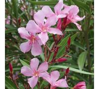 1 PIANTA DI OLEANDRO MAGALY IN VASO 17CM Nerium Oleander