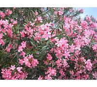 1 PIANTA DI OLEANDRO ROSA IN VASO 20CM Nerium Oleander