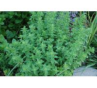 1 PIANTA DI ORIGANO IN VASO 14CM aromatiche orto giardino
