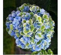1 PIANTA DI ORTENSIA HYDRANGEA MAGICAL REVOLUTION BLU VASO 14CMcaducifoglia