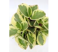 1 PIANTA DI PEPEROMIA OBTUSIFOLIA OBTIPAN BICOLOR VASO 12CM da interno