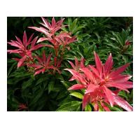 1 PIANTA DI PIERIS FOREST FLAME IN VASO 18CM PERENNE