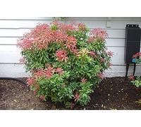 1 PIANTA DI PIERIS JAPONICA MOUNTAIN FIRE VASO 17CM