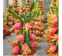 1 PIANTA DI PITAYA ROSSA, 30-40 CM, FRUTTO DEL DRAGO, VARIETA' AUTOFERTILE JINDU