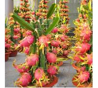 1 PIANTA DI PITAYA ROSSA, 30-40 CM, FRUTTO DEL DRAGO, VARIETA' AUTOFERTILE JINDU