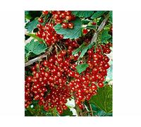 1 PIANTA DI RIBES ROSSO JONKHEER VAN TETS RAGGIUNGE FINO A 150CM DI ALTEZZA