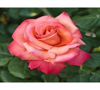 1 Pianta di ROSA BREVETTATA CHRISTOPHE COLOMB ® MEILLAND vera PROFUMATA vaso19 FOTO REALE AMDGarden