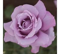 1 PIANTA DI ROSA CHARLES DE GAULLE IN VASO 19CM PROFUMATa