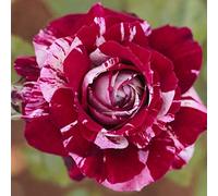 1 PIANTA DI ROSA JULIO IGLESIAS IN VASO 19CM PROFUMATA MEILLAND