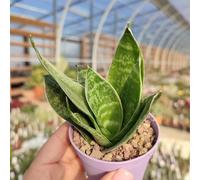1 PIANTA DI SANSEVIERIA TRIFASCIATA HAHNII IN VASO 9CM DA INTERNO APPARTAMENTO LINGUA DI SUOCERA