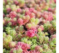 1 PIANTA DI SEDUM IN MIX ASSORTITO VASO 13CM