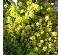 1 PIANTA DI SEDUM RUPESTRE IN VASO 15CM