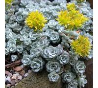 1 PIANTA DI SEDUM SPATHIFOLIUM CAPE BLANCO VASO 13CM