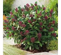 1 PIANTA DI SKIMMIA RUBELLA VASO 13CM SEMPREVERDE