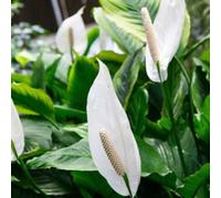 1 PIANTA DI SPATHIPHYLLUM BRAVO BIANCO VASO 17CM SPATIFILLO PIANTA DA APPARTAME