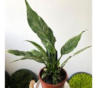1 PIANTA DI SPATHIPHYLLUM DIAMOND VARIEGATO VASO 14CMSPATIFILLO PIANTA DA APPAR