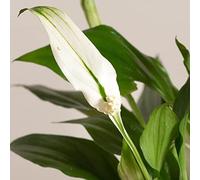 1 PIANTA DI SPATHIPHYLLUM PEARL VASO 9CM SPATIFILLO PIANTA DA APPARTAMENTO