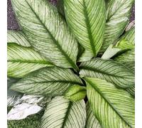 1 PIANTA DI SPATHIPHYLLUM SENSATION VARIEGATO VASO 17CM PIANTA DA APPARTAMENTO