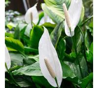 1 PIANTA di SPATHIPHYLLUM Sweet Chico Vaso 13CM SPATIFILLO PIANTA da Appartamento