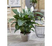 1 PIANTA DI SPATHIPHYLLUM SWEET LAURETTA VASO 21CM SPATIFILLO PIANTA DA APPARTAMENTO