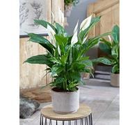1 PIANTA DI SPATHIPHYLLUM VIVALDI BIANCO VASO 17CM SPATIFILLO PIANTA DA APPARTAMENTO