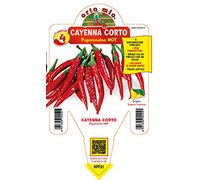 1 PIANTA IN VASO Ø14CM PEPERONCINO PICCANTE CAYENNA CORTO ORTOMIO